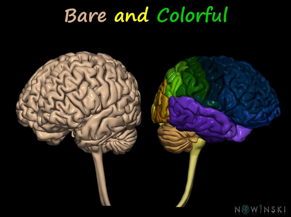 G12.PeaceThroughBrain.Bare and Colorful