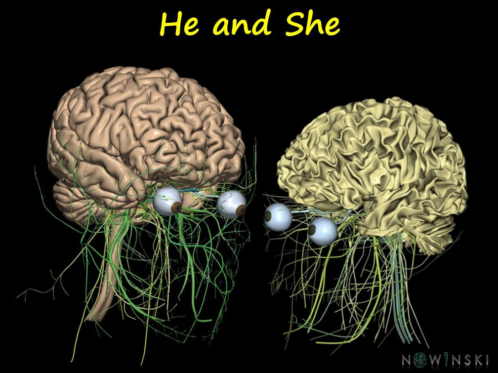 G12.PeaceThroughBrain.He and She