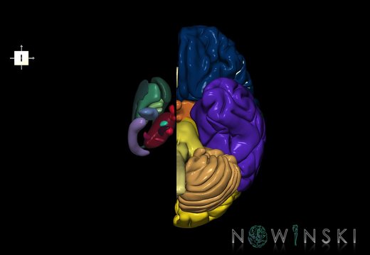 G2.T1.2-11.V6.C2.L0.CNS left–Deep nuclei right