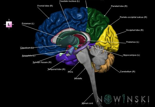 G2T1.3-11.CNSRight-DeepNucleiLeft