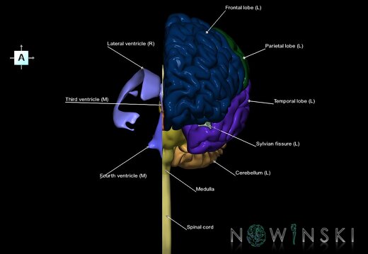 G2.T1.2-12.V1.C2.L1.CNS left–Cerebral ventricles right