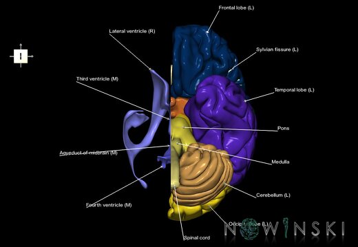G2.T1.2-12.V6.C2.L1.CNS left–Cerebral ventricles right