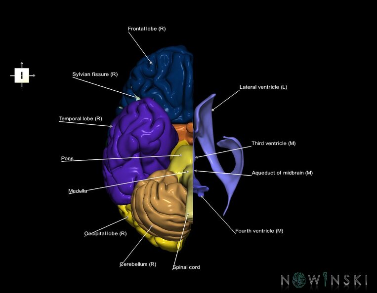 G2.T1.3-12.V6.C2.L1.CNS_right–Cerebral_ventricles_left.tiff