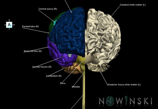 G2T1-13.CentralNervousSystem-WhiteMatter