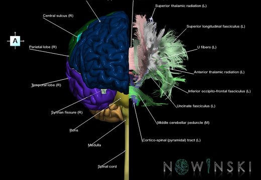 G2T1-14.CentralNervousSystem-WhiteMatterTracts