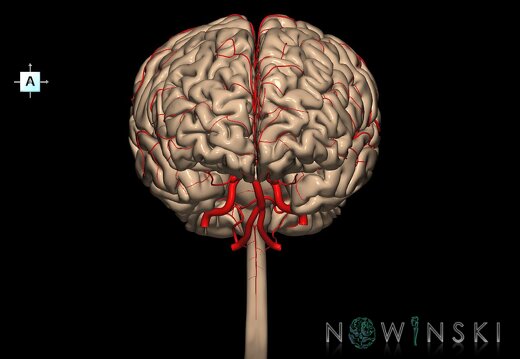 G2.T1-15.2.V1.C1.L0.CNS–Intracranial arterial system