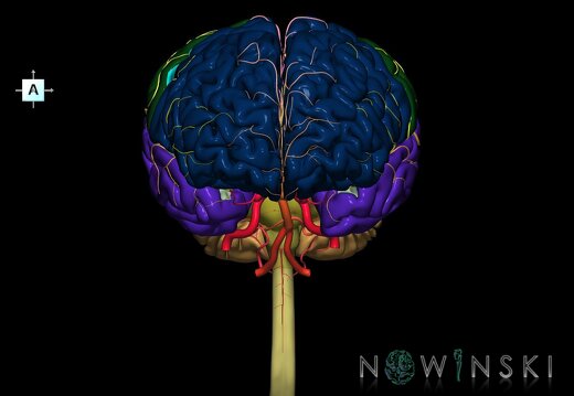G2.T1-15.2.V1.C2.L0.CNS–Intracranial arterial system