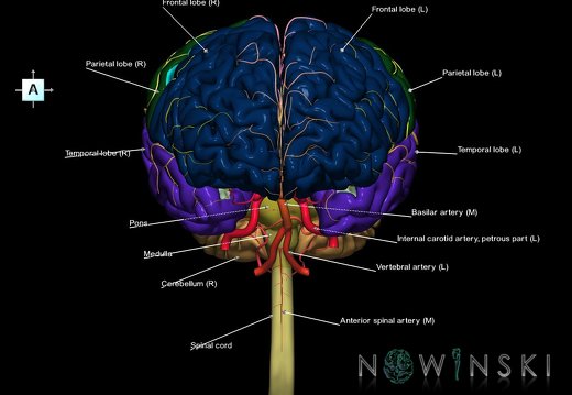 G2.T1-15.2.V1.C2.L1.CNS–Intracranial arterial system