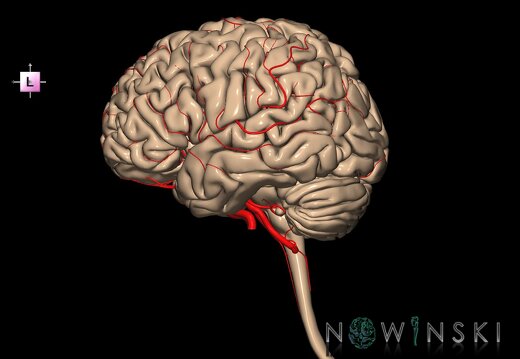 G2.T1-15.2.V2.C1.L0.CNS–Intracranial arterial system