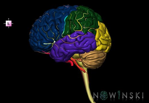 G2.T1-15.2.V2.C2.L0.CNS–Intracranial arterial system