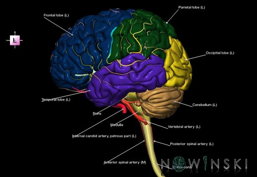 G2.T1-15.2.V2.C2.L1.CNS–Intracranial arterial system