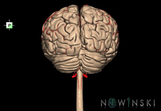 G2.T1-15.2.V3.C1.L0.CNS–Intracranial arterial system
