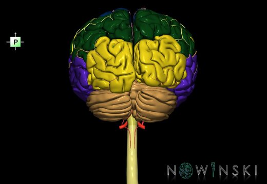 G2.T1-15.2.V3.C2.L0.CNS–Intracranial arterial system