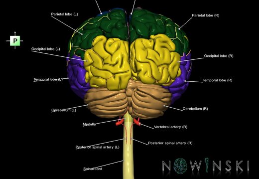 G2.T1-15.2.V3.C2.L1.CNS–Intracranial arterial system