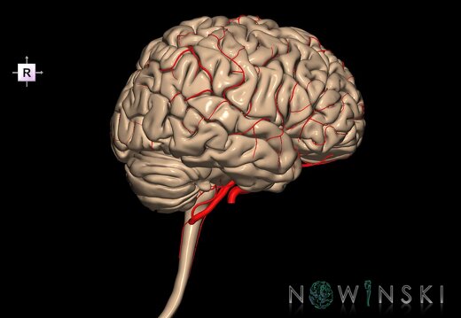 G2.T1-15.2.V4.C1.L0.CNS–Intracranial arterial system