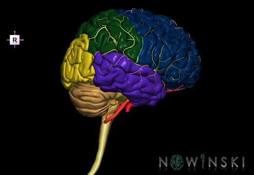 G2.T1-15.2.V4.C2.L0.CNS–Intracranial arterial system