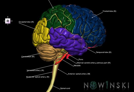 G2.T1-15.2.V4.C2.L1.CNS–Intracranial arterial system