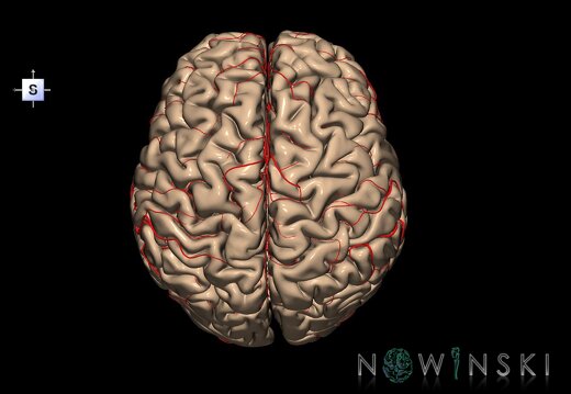 G2.T1-15.2.V5.C1.L0.CNS–Intracranial arterial system
