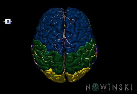 G2.T1-15.2.V5.C2.L0.CNS–Intracranial arterial system