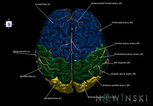 G2.T1-15.2.V5.C2.L1.CNS–Intracranial arterial system