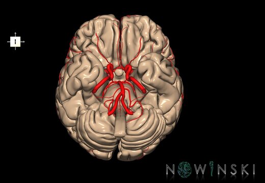 G2.T1-15.2.V6.C1.L0.CNS–Intracranial arterial system