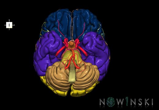 G2.T1-15.2.V6.C2.L0.CNS–Intracranial arterial system