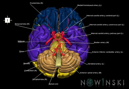 G2.T1-15.2.V6.C2.L1.CNS–Intracranial arterial system