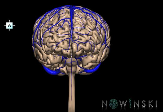 G2.T1-16.1.V1.C1.L0.CNS–Intracranial venous system
