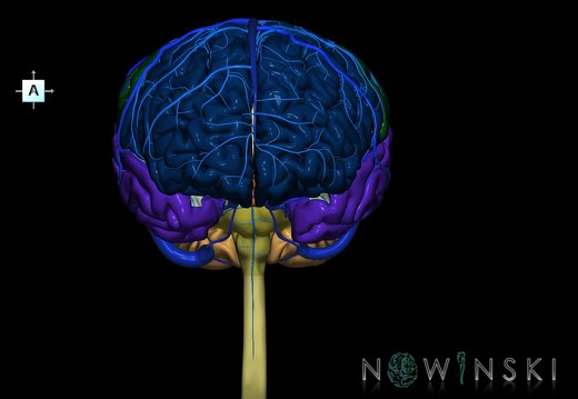 G2.T1-16.1.V1.C2.L0.CNS–Intracranial venous system
