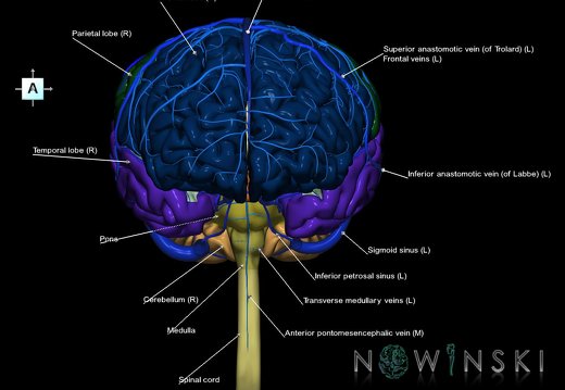 G2.T1-16.1.V1.C2.L1.CNS–Intracranial venous system