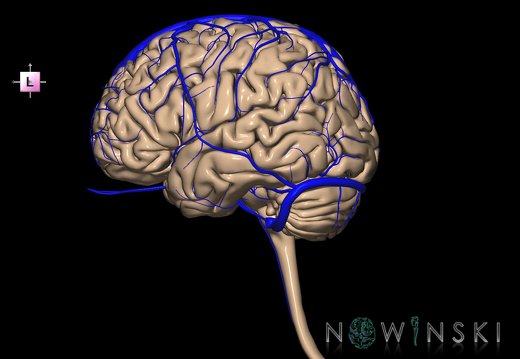 G2.T1-16.1.V2.C1.L0.CNS–Intracranial venous system