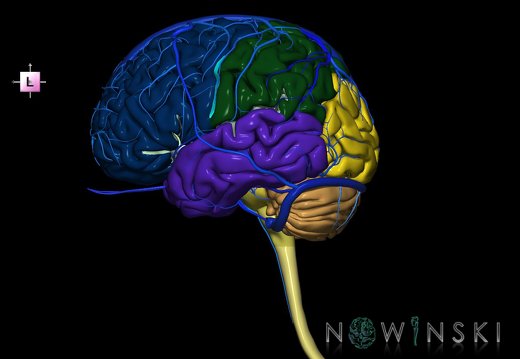 G2.T1-16.1.V2.C2.L0.CNS–Intracranial venous system