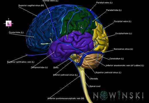 G2.T1-16.1.V2.C2.L1.CNS–Intracranial venous system