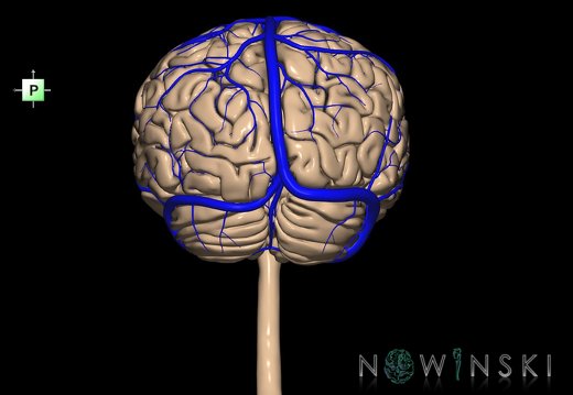 G2.T1-16.1.V3.C1.L0.CNS–Intracranial venous system