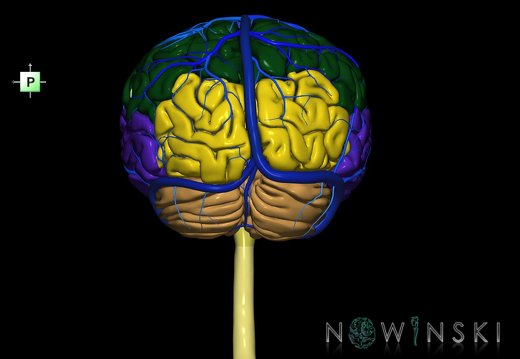 G2.T1-16.1.V3.C2.L0.CNS–Intracranial venous system