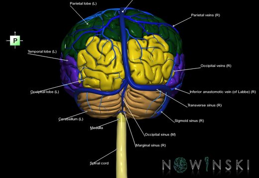 G2.T1-16.1.V3.C2.L1.CNS–Intracranial venous system