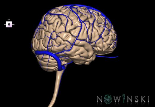 G2.T1-16.1.V4.C1.L0.CNS–Intracranial venous system