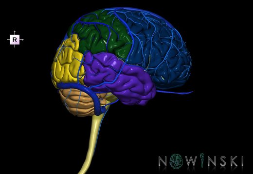 G2.T1-16.1.V4.C2.L0.CNS–Intracranial venous system