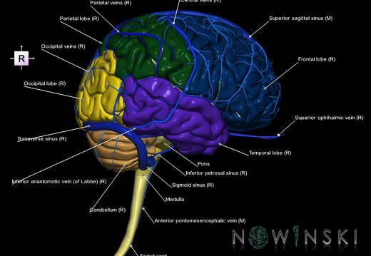 G2T1-16.1.CentralNervousSystem-IntracranialVenousSystem