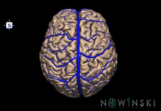G2.T1-16.1.V5.C1.L0.CNS–Intracranial venous system