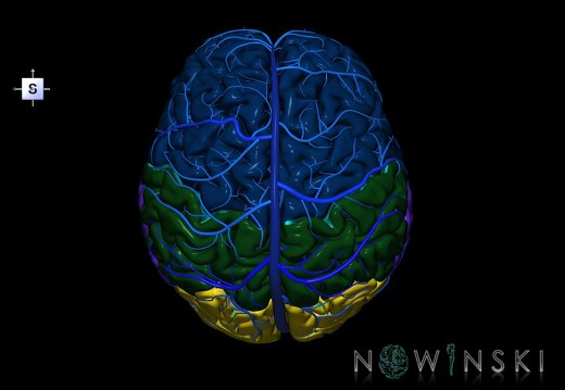 G2.T1-16.1.V5.C2.L0.CNS–Intracranial venous system