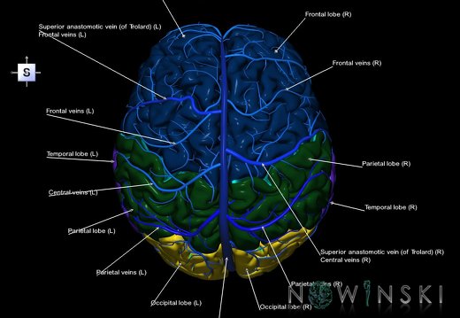 G2.T1-16.1.V5.C2.L1.CNS–Intracranial venous system