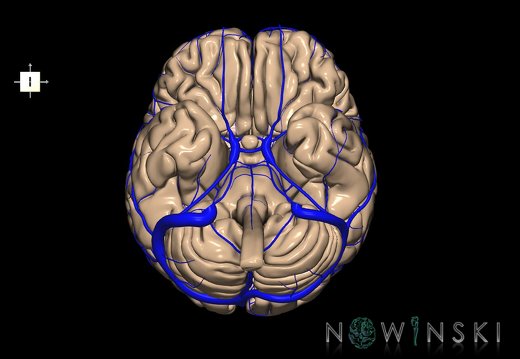 G2.T1-16.1.V6.C1.L0.CNS–Intracranial venous system