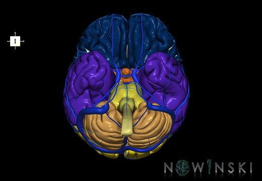 G2.T1-16.1.V6.C2.L0.CNS–Intracranial venous system