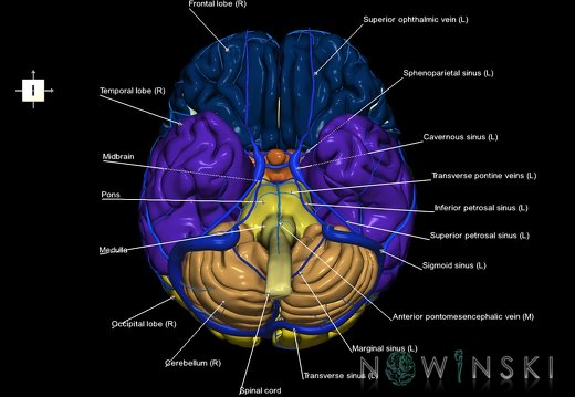 G2.T1-16.1.V6.C2.L1.CNS–Intracranial venous system