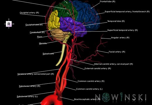 G2T1-17.2.CentralNervousSystem-ExtracranialArteries