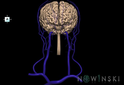 G2.T1-18.2.V1.C1.L0.CNS–Extracranial veins