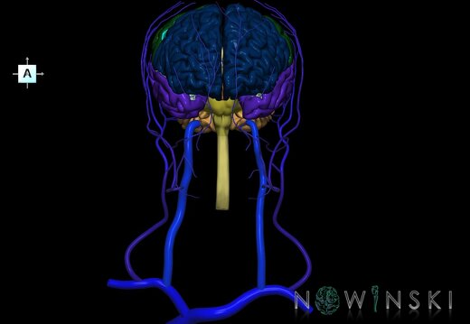 G2.T1-18.2.V1.C2.L0.CNS–Extracranial veins