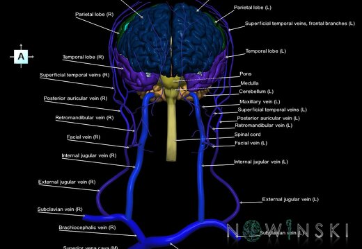 G2.T1-18.2.V1.C2.L1.CNS–Extracranial veins