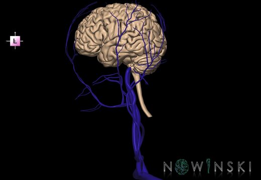 G2.T1-18.2.V2.C1.L0.CNS–Extracranial veins